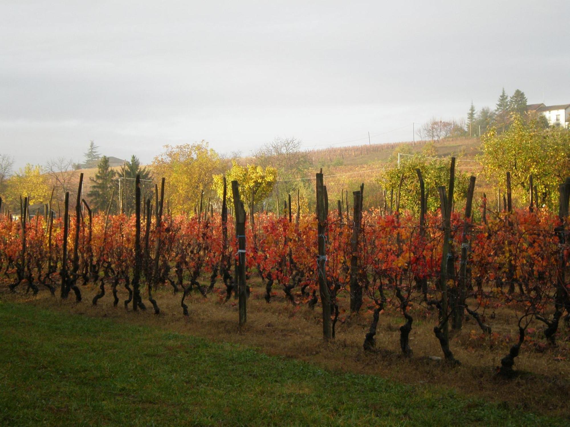 Cascina La Maddalena Bed & Wine Villa Rocca Grimalda Eksteriør billede